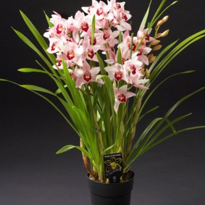 Click to enlarge image 1a-witte-cymbidium.jpg